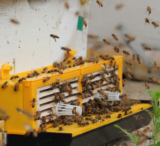 농업회사법인 설악산허니팜(주),설악산허니팜  도자기꿀 6호 [600gx2] 아카시아꿀+밤꿀