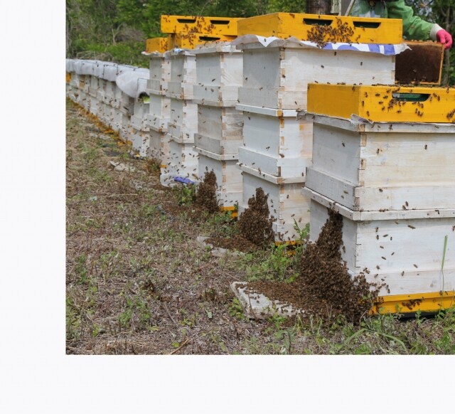 농업회사법인 설악산허니팜(주),설악산허니팜  도자기꿀 6호 [600gx2] 아카시아꿀+밤꿀