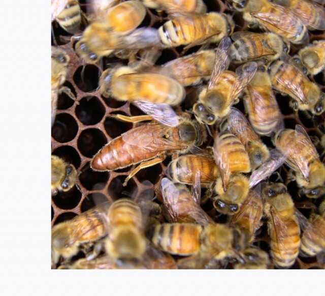 농업회사법인 설악산허니팜(주),설악산허니팜 아카시아 튜브꿀 500g x 3개