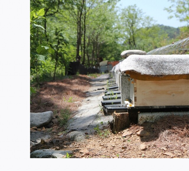 농업회사법인 설악산허니팜(주),설악산허니팜 밤꿀 2.4kg
